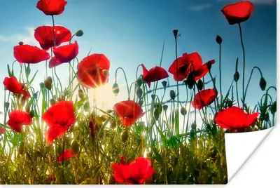 Produktbild von MuchoWow® Poster Mohnblumen - Toskana - Sonne - Rot - Blau 30x20 cm - Plakate - Print