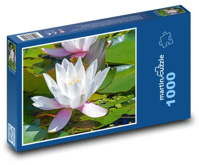 Zdjęcie produktu dla Puzzle 1000 Biały Lilia Wodna na Stawie - martinpuzzle