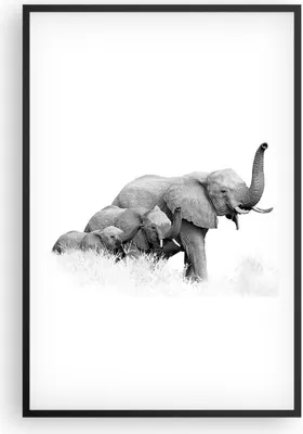 Produktbild von Gerahmtes Poster - Schwarzer Rahmen - Elefanten Familie Schwarz und Weiß - 61x91,5 cm - Wand Bild - Wanddeko - Wandbilder - Kunstposter - Wandposter - Bilderrahmen - Bilder - P2BPA61x91-4374