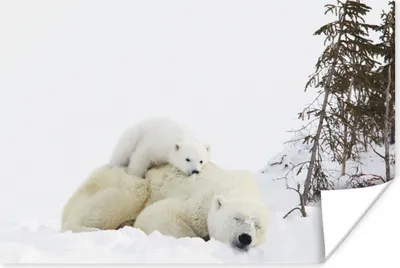 Produktbild von MuchoWow® Poster Eisbär - Schnee - Baum 120x80 cm - Bilder