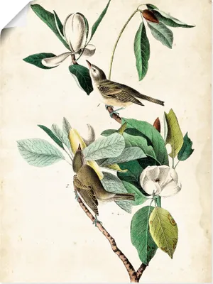 Produktbild von ARTland Poster Sängervireo Größe: 30x40 cm