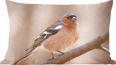 Produktbild von MuchoWow® Zierkissen Sofakissen Wohnzimmer Dekokissen 60x40 cm Vogel - Tiere - Fink - Kopfkissen - Polster mit Foto