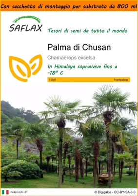 Immagine prodotto di SAFLAX Garden in the bag - Palma di Chusan - 10 semi - Chamaerops