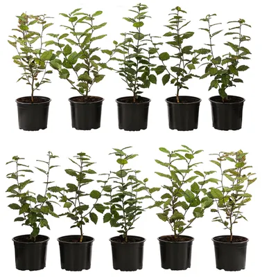 Produktbild von Dehner Hainbuche, für 2 Meter Hecke, ca. 50-60 cm, 10 x 2 l Topf, Heckenpflanze