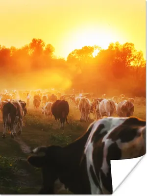 Produktbild von MuchoWow® Poster Kühe - Sonnenuntergang - Wiese - Tiere 30x40 cm - Wandplakat - Poster Kinderzimmer