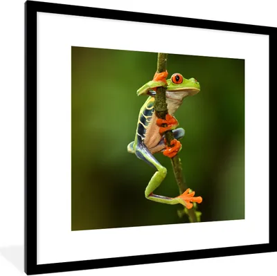 Produktbild von MuchoWow® Gerahmtes Poster Rotaugenlaubfrosch im Dschungel 40x40 cm - Poster mit Schwarzem Bilderrahmen Wandposter Rahmen Foto Bilder - Poster - Plakat im Rahmen