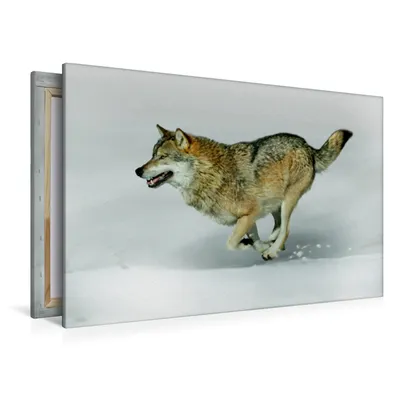 Produktbild von Calvendo Textil-Leinwand 120 cm x 80 cm quer Wolf verfolgt Beute, Schmidbauer Heinz; 7463819