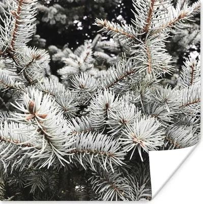 Produktbild von MuchoWow® Poster Baum - Äste - Winter 75x75 cm - Wand Dekoration
