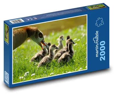 Obrázek produktu pro Puzzle 2000 Husy a jejich mláďata - martinpuzzle