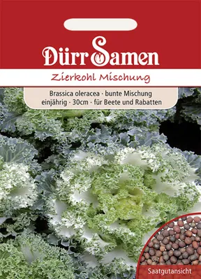 Produktbild von Zierkohl Mischung von Dürr Samen | Kohlsamen von Dürr Samen