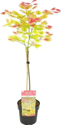 Zdjęcie produktu dla Bloomique - Acer Shirasawanum Moonrise - Klon japoński na pniu - Rośliny ogrodowe - Drzewo - Odporne na zimę - 80-100 cm wysokości - Doniczka 19 cm