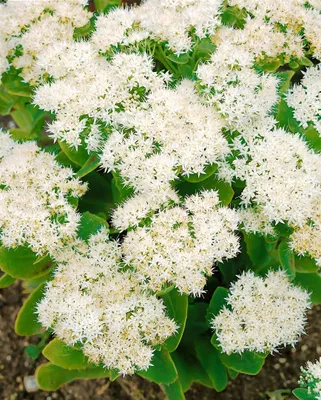 Produktbild von Sedum spectabile 'Iceberg', Fetthenne, weiß, ca. 9x9 cm Topf