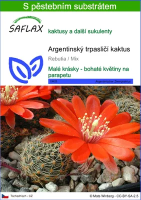 Obrázek produktu pro SAFLAX - Argentinský trpasličí kaktus - Rebutia / Mix - 40 Semena - S pěstebním substrátem bez klíčků