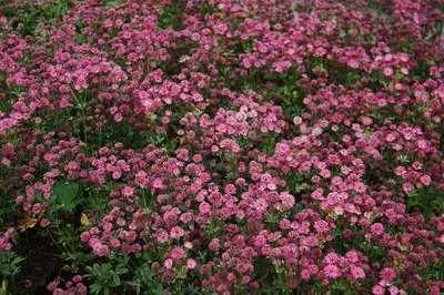 Produktbild von 6 x  Astrantia major 'Venice'® - Sterndolde - Topf 9 x 9 cm