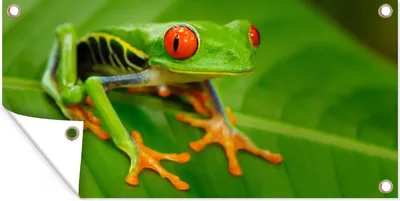 Produktbild von MuchoWow® 80x40 cm Outdoor-Poster Gartendeko Sichtschutz Garten Poster für den Garten  Frosch - Blatt - Grün