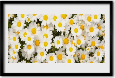 Produktbild von Bild 60x40 MDF-Rahmen Wandkunst Gänseblümchen Blumen