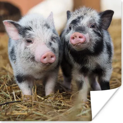 Produktbild von MuchoWow® Poster Schwein - Tiere - Ferkel 100x100 cm - Babyzimmer