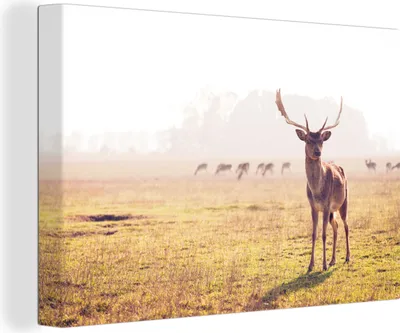 Produktbild von OneMillionCanvasses® - Leinwandbilder - 150x100 cm, Hirsche - Geweihe - Gras, Wandbilder Kunstdruck Wanddekoration
