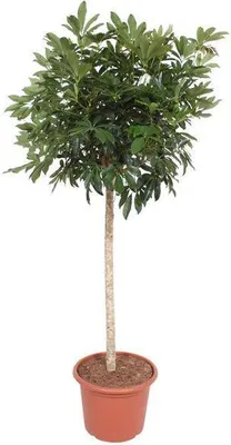 Echte Aloe - pflegeleichte Zimmerpflanze, Aloe vera - Hhe