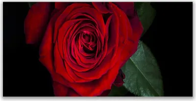 Produktbild von Glasbilder 120x60 Wandbild Druck auf Glas Rose Pflanzen