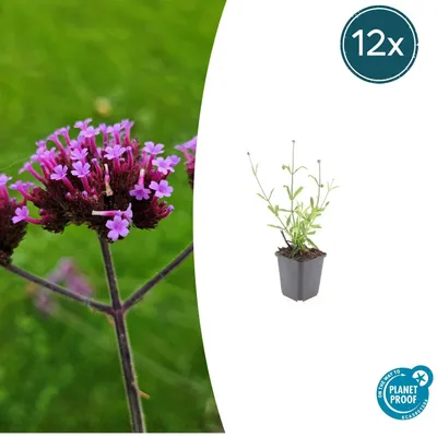 Zdjęcie produktu dla Werbena ozdobna – Verbena bonariensis 'Lollipop' – doniczka 9 cm – zestaw 12 roślin