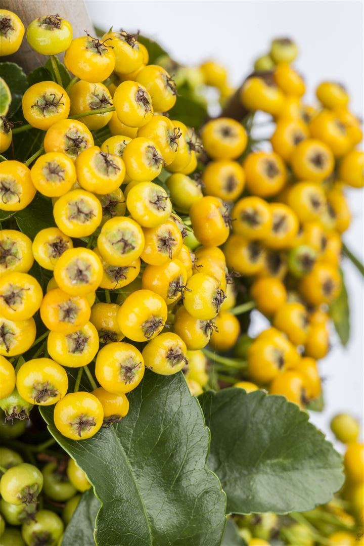 Pflanzen-für-dich.de Pyracantha 'Soleil d'Or', Feuerdorn, gelb, 40–60 cm SANA005875