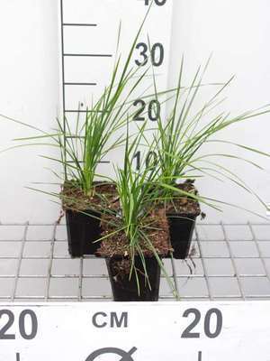 GRDplanten 6 x Deschampsia cesp. 'Goldtau' - Schmiele Goldtau - Topf 9 x 9 cm