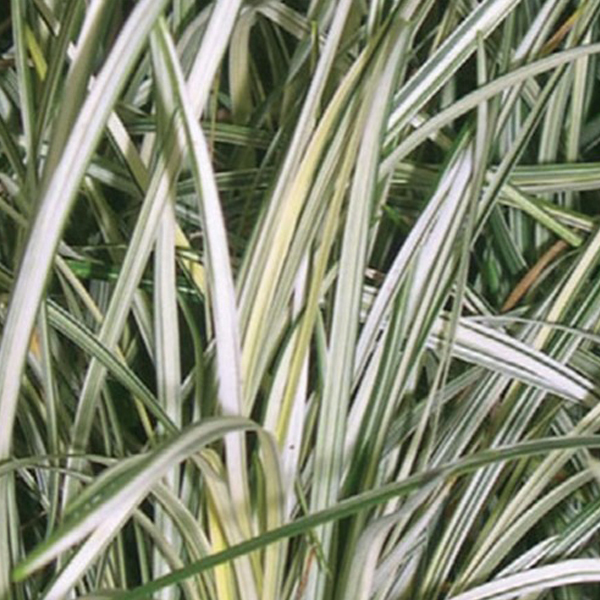 Arborix, grüner und billiger 6 x Japanischer Schlangenbart - Ophiopogon 'Silver Mist' | Topf 9cm x 9cm OPSMIST-113