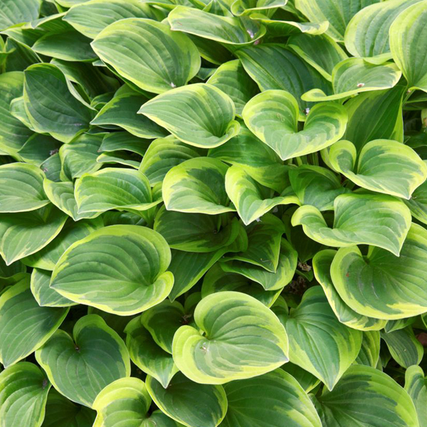 Arborix, grüner und billiger 6 x Funkie Golden Tiara - Hosta 'Golden Tiara' | Topf 9x9 cm HOGTIARA-113