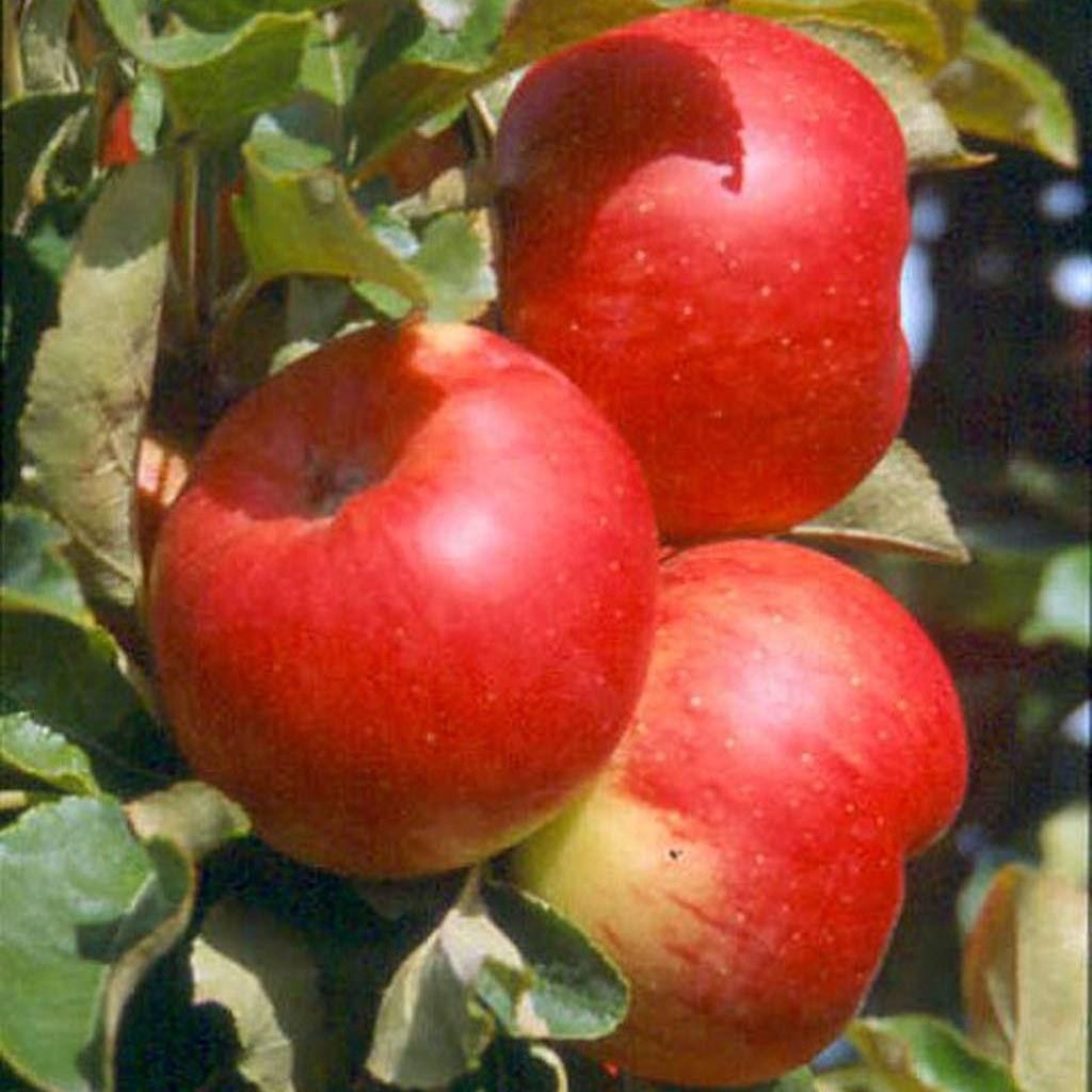 Müllers Grüner Garten Shop Säulenapfel Sonate (S) zweijährig 7,5 Liter Topfballen 8979-002