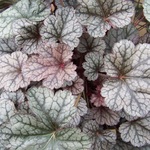 Arborix, grüner und billiger 6 x Purperklokje - Heuchera 'Silver Scrolls' | Topf 9cm x 9cm HESSCROLLS-113