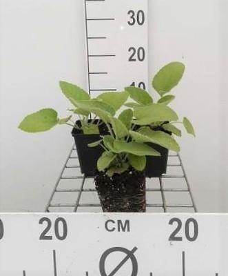 GRDplanten 6 x Phlomis russeliana - Brandkraut - Topf 9 x 9 cm