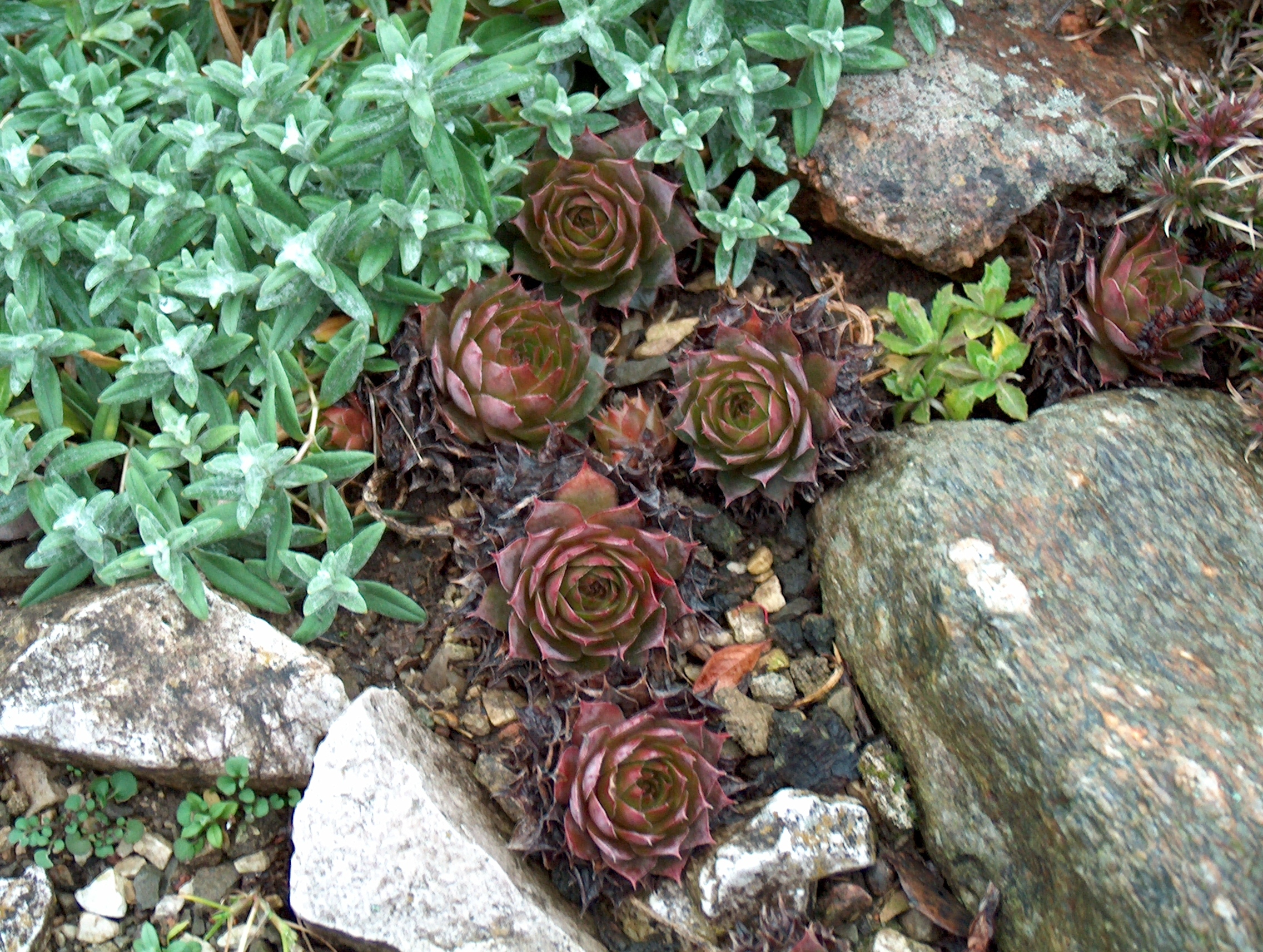 Mühlan Wasserpflanzen 1 getopfte Pflanzen für die Grabbepflanzung in Gärtnerqualität 2439