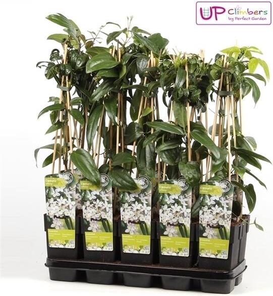 Hoogeveen Plants BV Waldrebe armandii - Clematis armandii | 50-60 cm in Container CLARMAND-89