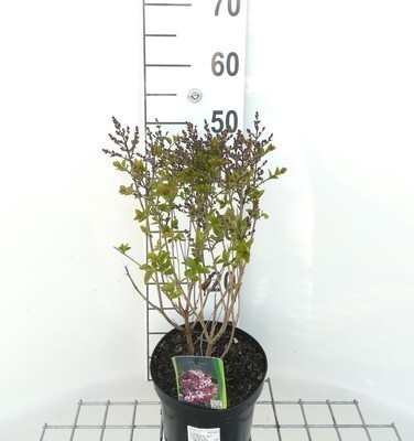 GRDplanten Syringa hybr. 'Josee' - Flieder 30- 40 cm - Container