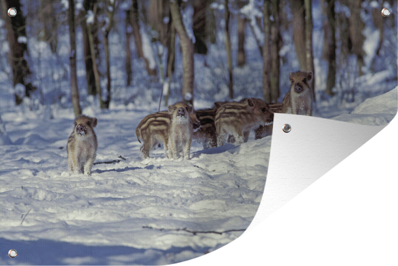 MuchoWow® 90x60 cm Outdoor-Poster Gartendeko Sichtschutz Garten Poster für den Garten Schwein - Winter - Groß 133|3748561