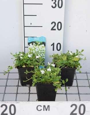 GRDplanten 6 x Mazus reptans 'Albus' - Weißer Kriechender Mazus - Topf 9 x 9 cm
