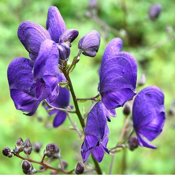 Arborix, grüner und billiger 6 x Blauer Eisenhut - Aconitum napellus | Topf 9cm x 9cm ACNAPELL-113