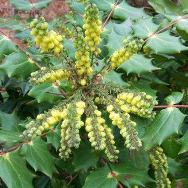 Arborix, grüner und billiger Mahonie - Mahonia japonica 'Hivernant' | 50-60 cm im Container MABHIVER-89