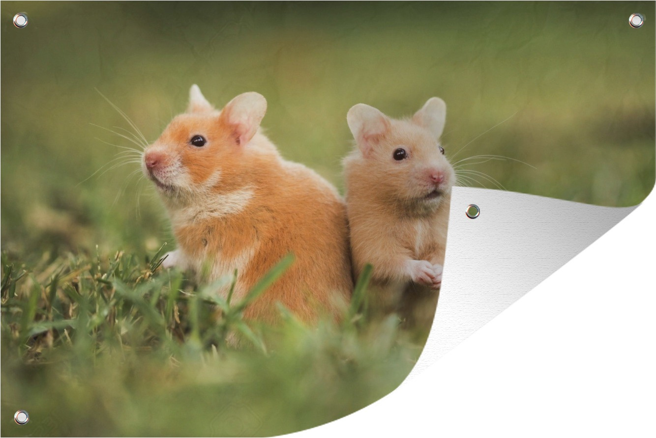 MuchoWow® 90x60 cm Outdoor-Poster Gartendeko Sichtschutz Garten Poster für den Garten Goldhamster 133|1285894