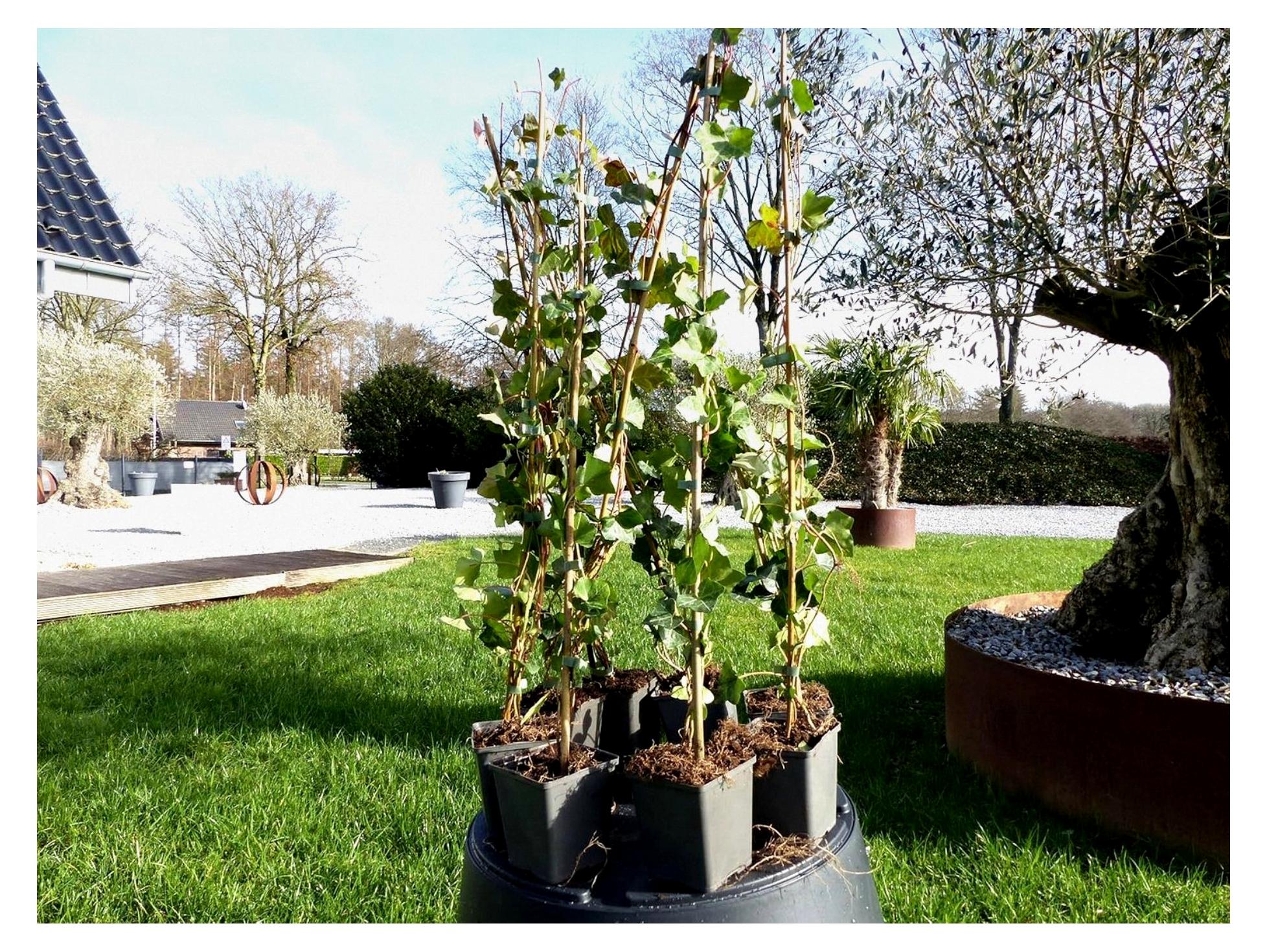 Markenlos 10 Stück Efeu Hedera helix 90-120 cm Heckenpflanze winterhart Kletterpflanze Sichtschutz