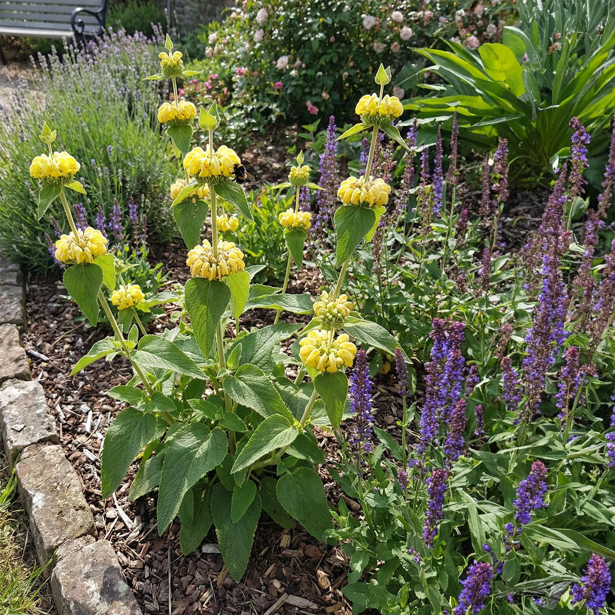 Herbie 3er-Set Phlomis russeliana Staude, Gelb, winterhart, Höhe ca. 20 cm, Topf 9 cm Ø BL-5995