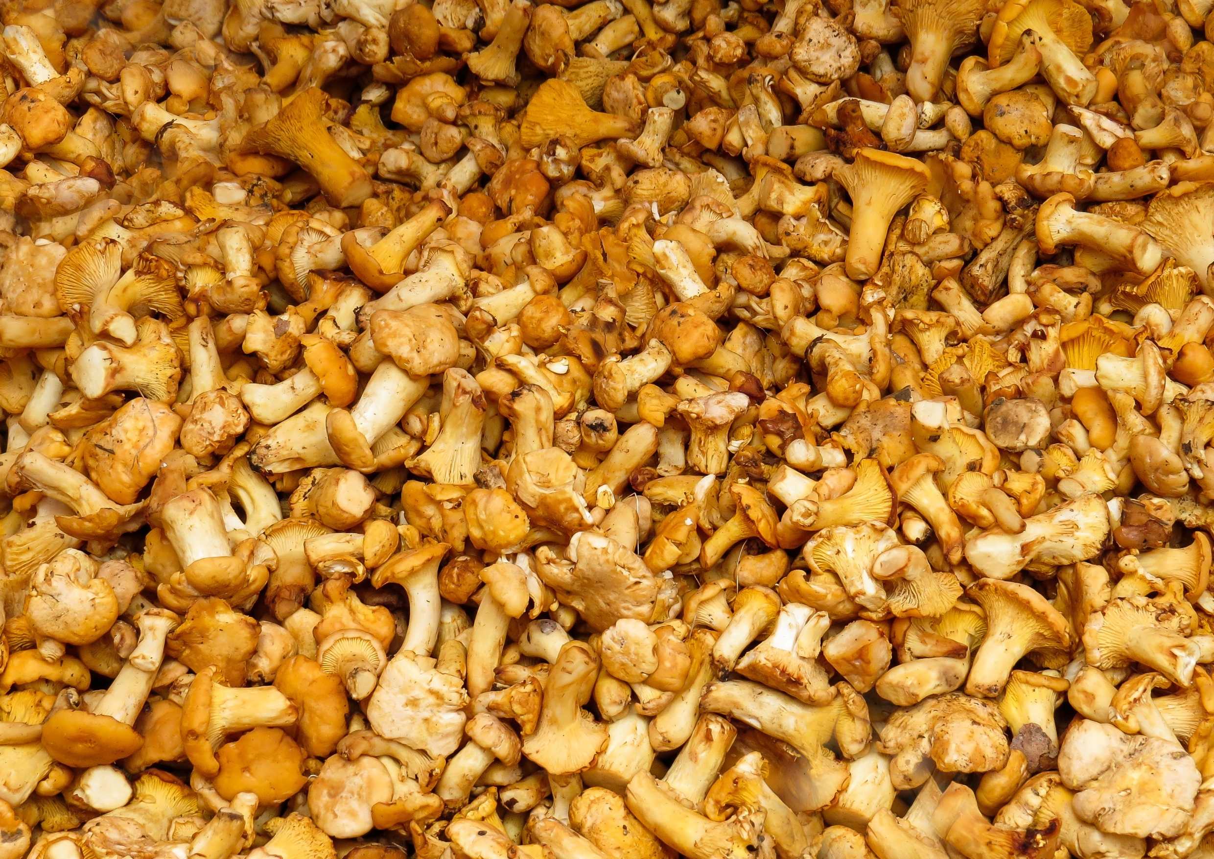 hansepuzzle 40699 - Pfifferlinge Puzzle, 260 Teile, Ernährung, 41,0 x 28,0cm mit hochwertiger Aufbewahrung, Kartonbox & Beutel 30699