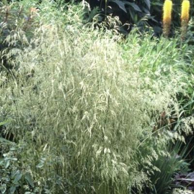 GRDplanten 6 x Deschampsia cespitosa - Rasen-Schmiele - Topf 9 x 9 cm