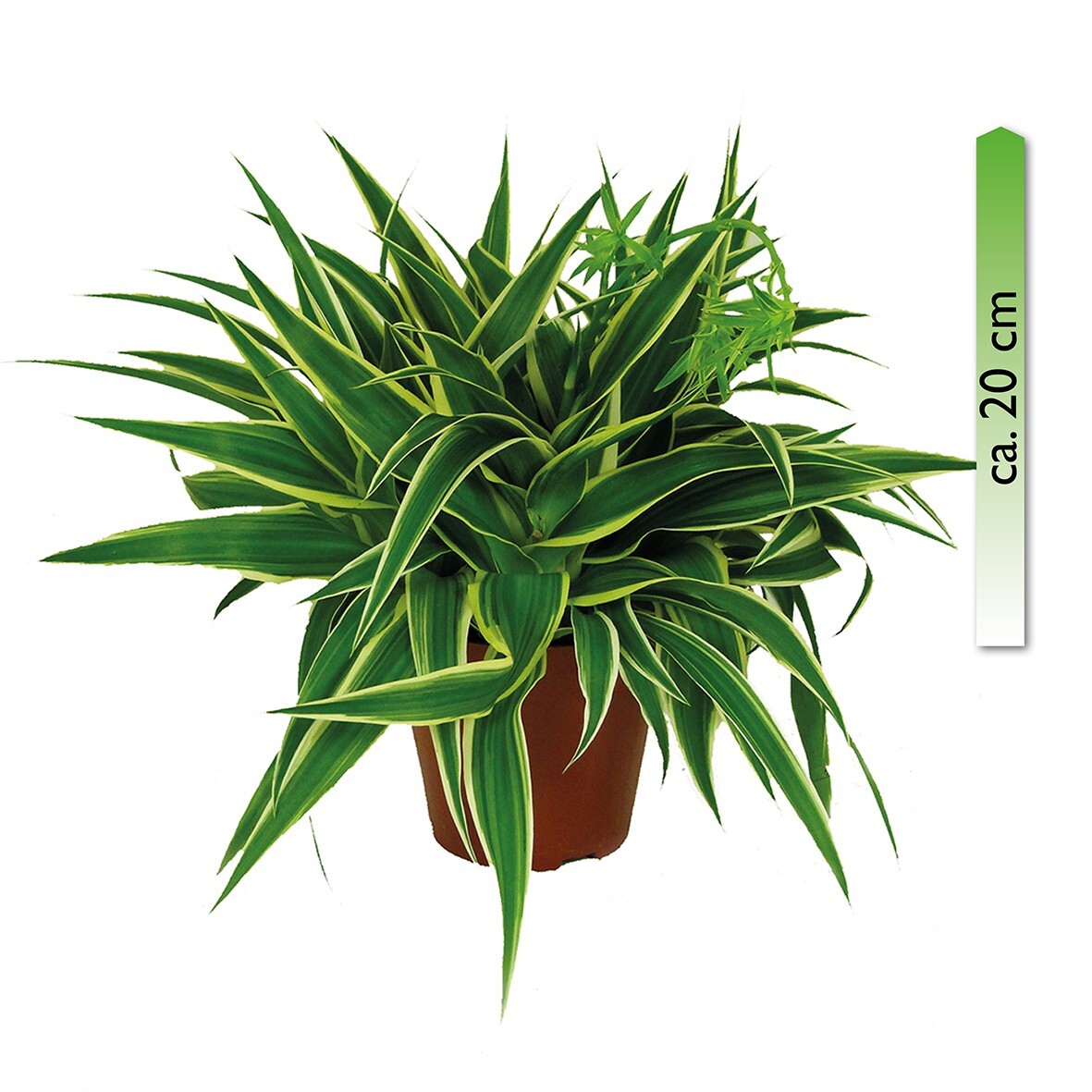 Stanze Gartencenter GmbH Chlorophytum, Ocean, im 15cm Topf, Grünlilie, Höhe ca. 20cm MGC0768