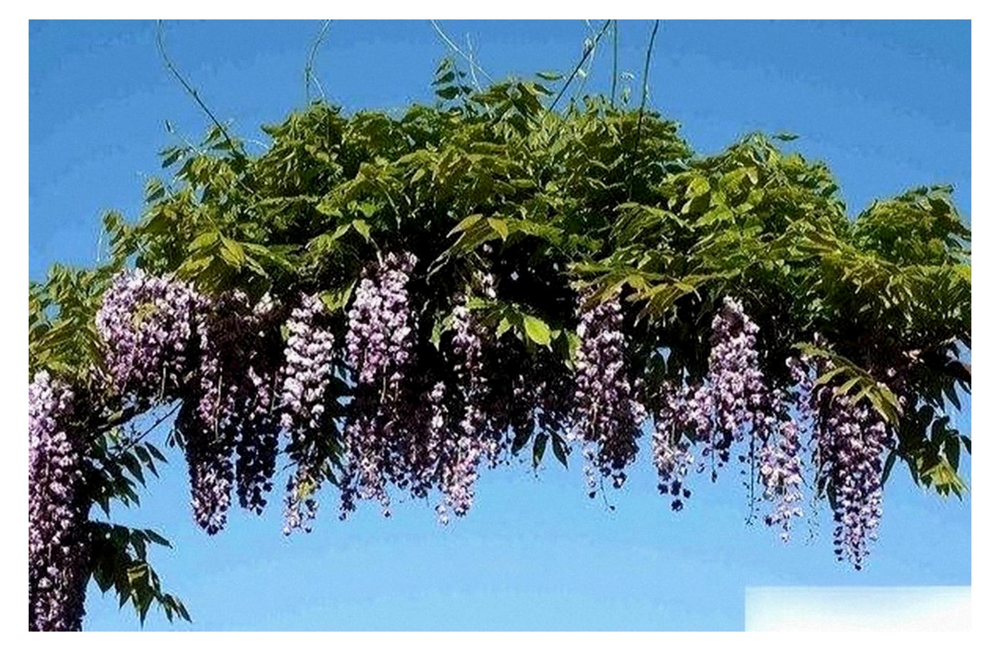 Markenlos Wisteria floribunda violacea plena (125-150 cm)