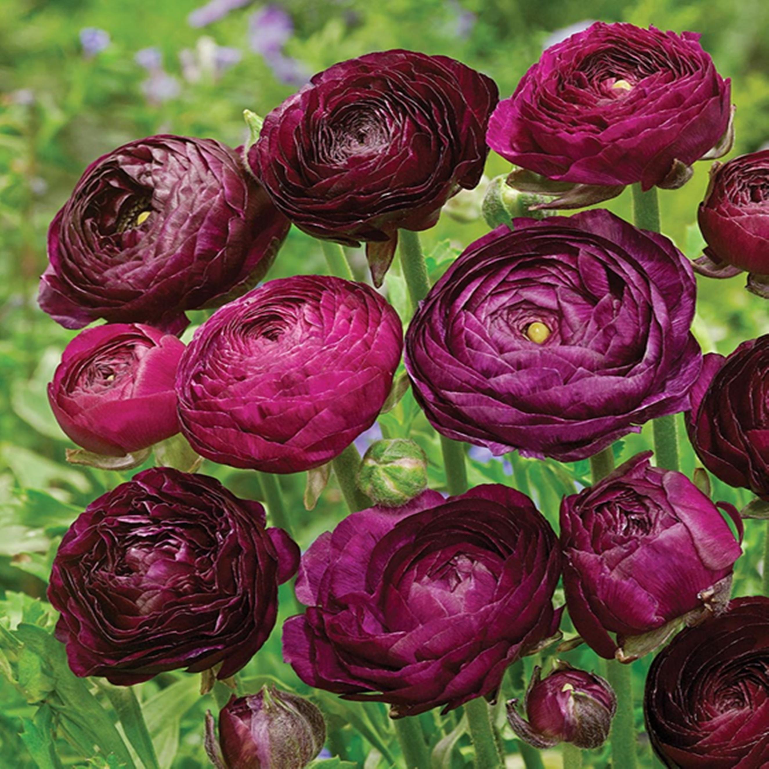 Benex Ranunculus Blumenzwiebel Zwiebel Zwiebel Ranunkel Tomer Purple 5 St.
