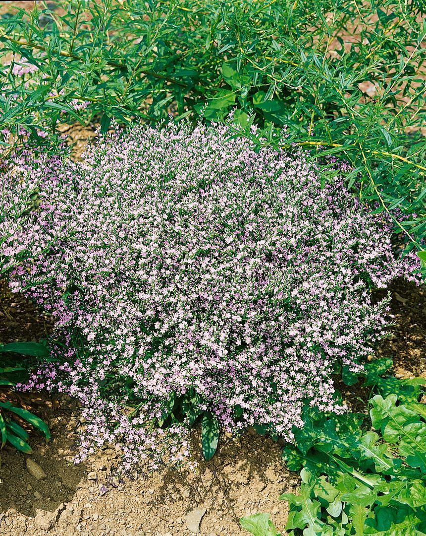 Pflanzen-für-dich.de Goniolimon tataricum, Tatarische Strandflieder, ca. 9x9 cm Topf