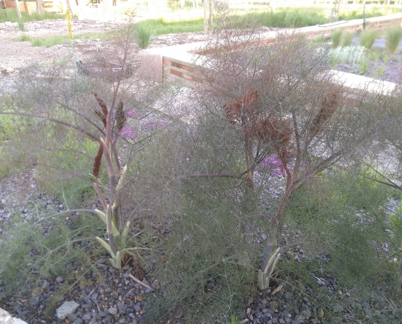Fechner Pflanzen 3 x Rotlaubiger Fenchel, Große Staude mit filigranem Laub - Tb 11