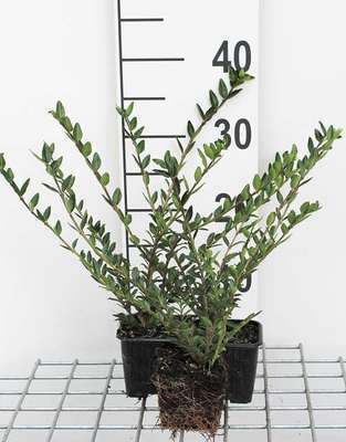 GRDplanten 12 x Lonicera pileata - Kriech-Heckenkirsche - Topf 9 cm x 9 cm